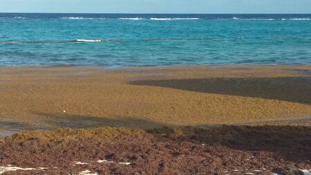 Sargasses Guadeloupe